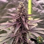 Colorado Nightshifter #11