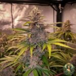 colorado nightshifter #11