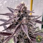 Colorado Nightshifter #11 Strains