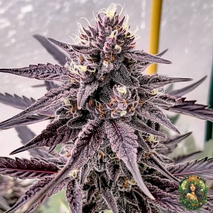 Colorado Nightshifter #11 Strains