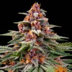 Barneys Farm Runtz Autoflower