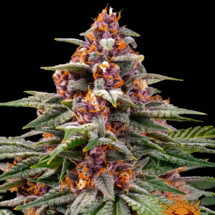 Barneys Farm Runtz Autoflower