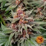 Barneys Farm Runtz Autoflower