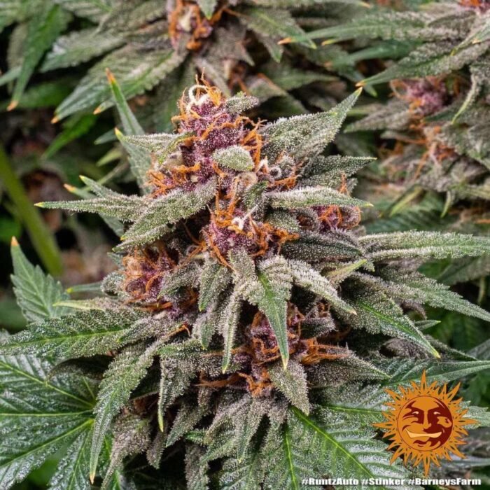 Barneys Farm Runtz Autoflower