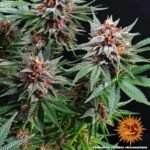 Barneys Farm Runtz Autoflower
