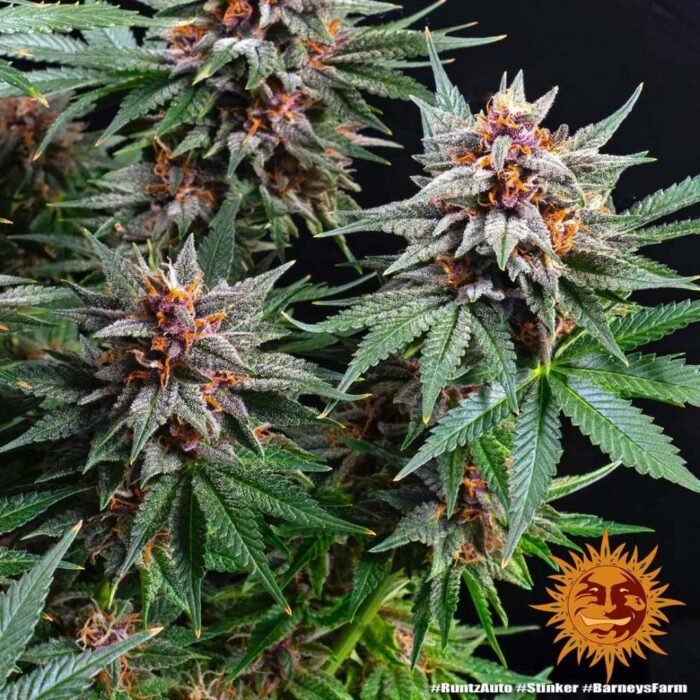 Barneys Farm Runtz Autoflower