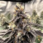 Jealousy - Seed Junky Genetics
