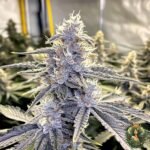 Jealousy - Seed Junky Genetics