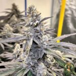 Jealousy - Seed Junky Genetics