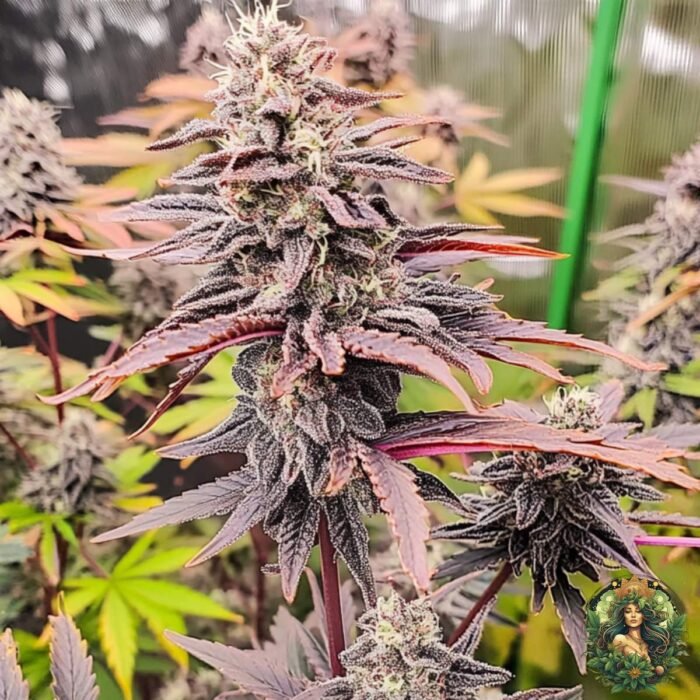 Tropicana Cherry