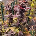 Tropicana Cherry