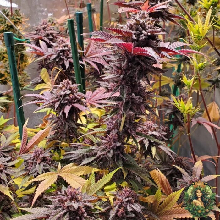 Tropicana Cherry