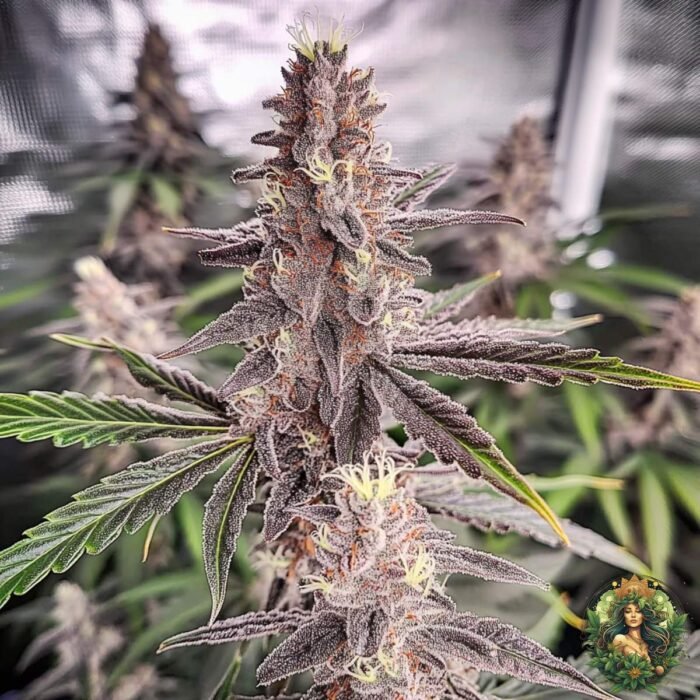 Tropicana Cherry