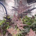 Tropicana Cherry