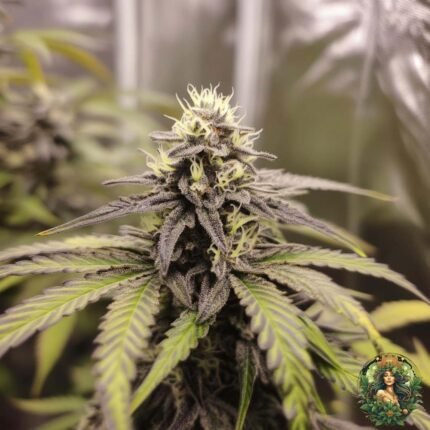Astronaut Status #24 - Seed Junky Genetics