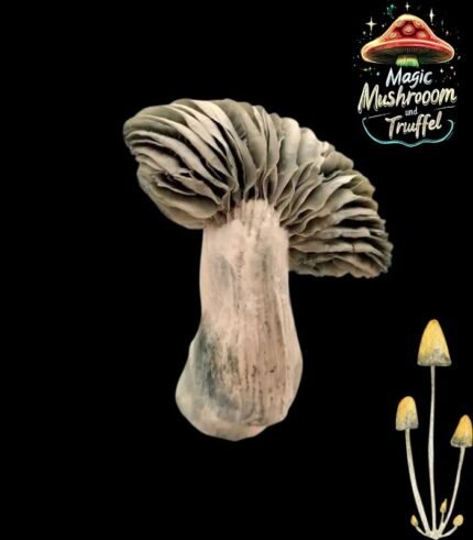 Jack Frost Mushroom Grow Box