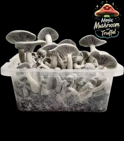 Jack Frost Mushroom Growkit