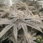 Fizzy Bubblegum Cannabis Strains