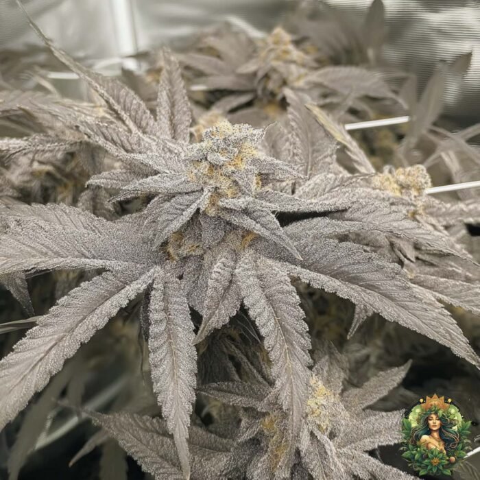 Fizzy Bubblegum Cannabis Strains