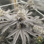 Fizzy Bubblegum Cannabis Strains
