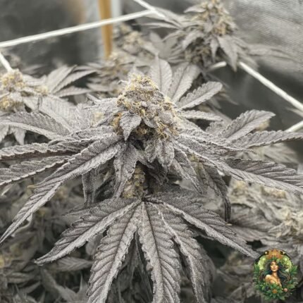 Fizzy Bubblegum Cannabis Strains