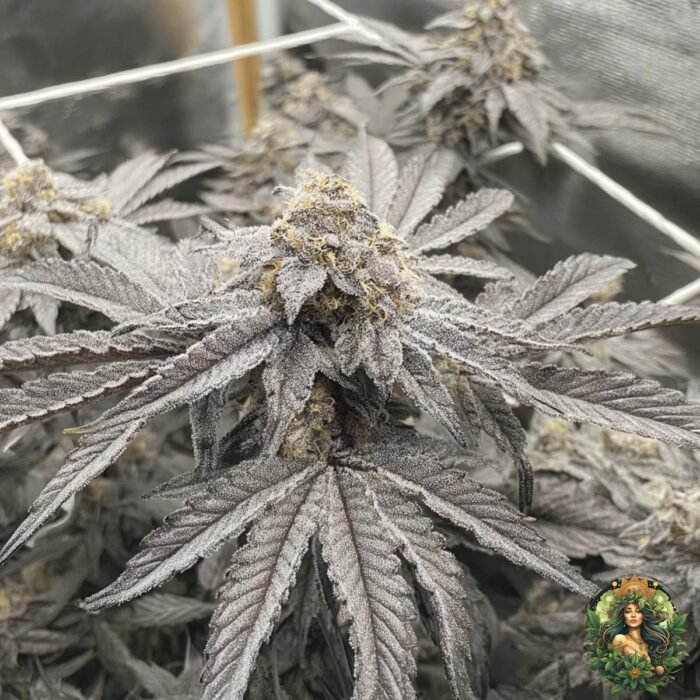 Fizzy Bubblegum Cannabis Strains
