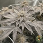 Fizzy Bubblegum Cannabis Strains