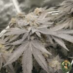 Fizzy Bubblegum Strains