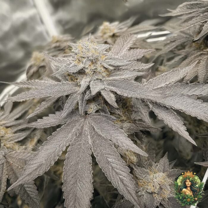 Fizzy Bubblegum Strains