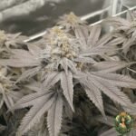 Fizzy Bubblegum Strains