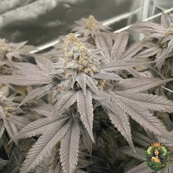 Fizzy Bubblegum Strains