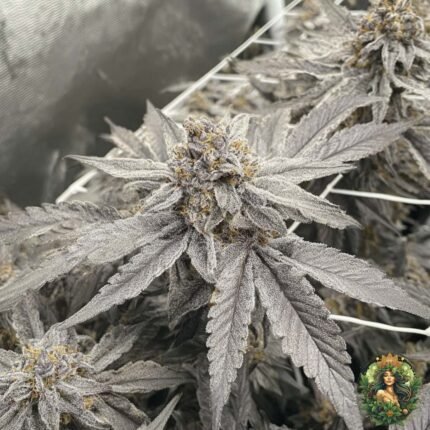 Fizzy Bubblegum Cannabis Strains