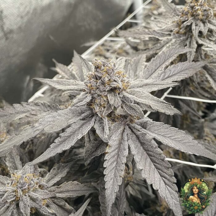 Fizzy Bubblegum Cannabis Strains