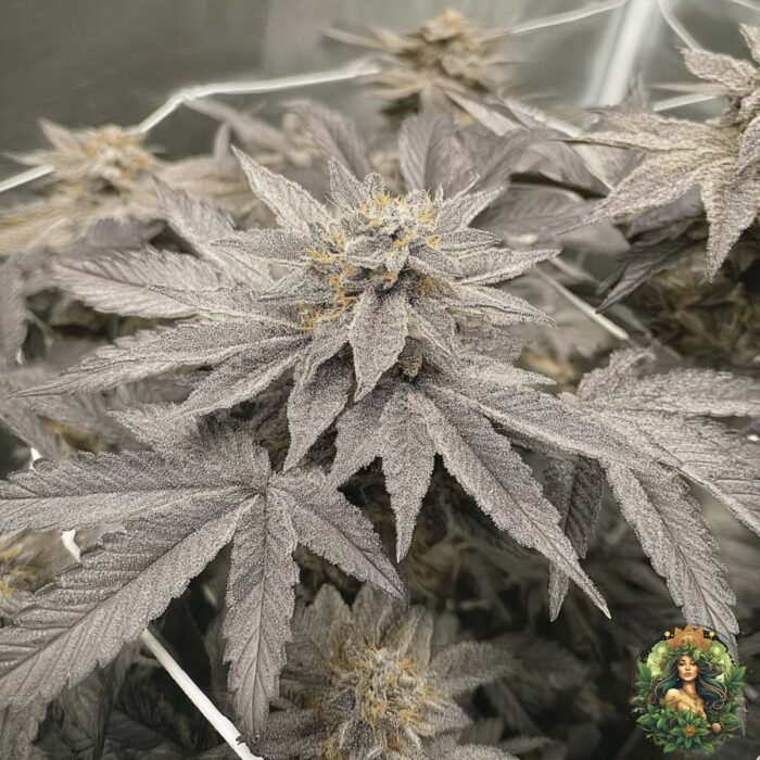 Fizzy Bubblegum Cannabis Strains