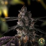 Grape Gas S1 - Cannabis Strains