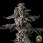 Grape Gas S1 - Cannabis Strains