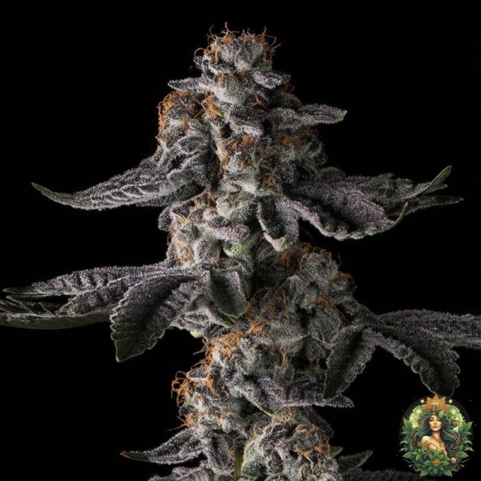 Grape Gas S1 - Cannabis Strains