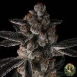 Grape Gas S1 - Cannabis Strains