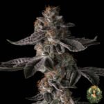 Grape Gas S1