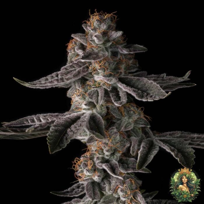 Grape Gas S1