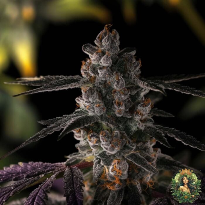 Grape Gas S1 - Cannabis Strains
