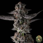 Grape Gas S1 Cannabis Strains