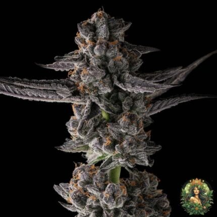 Grape Gas S1 Cannabis Strains