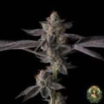 Grape Gas S1 Strain