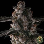 Grape Gas S1 - Cannabis Strains