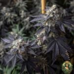 La Bomba Strains