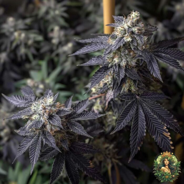 La Bomba Strains