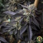 La Bomba Strains