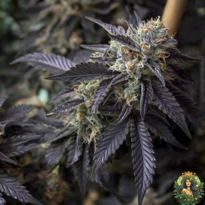 La Bomba Strains