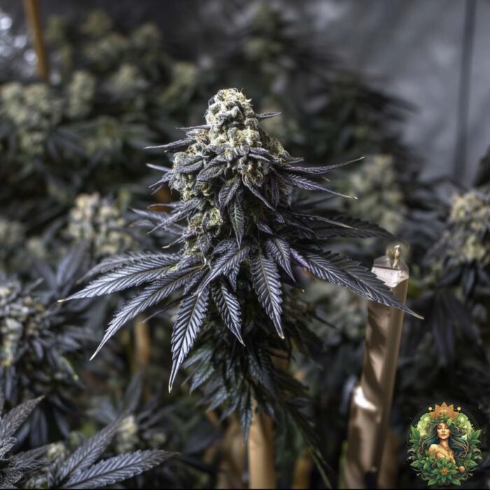 La Bomba Strains
